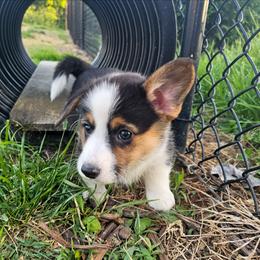Poppy - Black and tan female American Corgi puppy in Taylorsville, North Carolina from America's Red White and Bluie Corgis