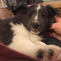 Shetland Sheepdog Puppies from Sunny Shelties