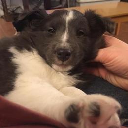 Shetland Sheepdog Puppies from Sunny Shelties