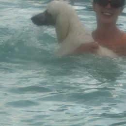 Poodle Puppies from D and D Standard Poodles