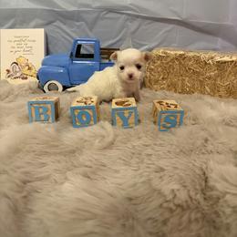 Chihuahua Puppies from Pupcup’s Crown Collection