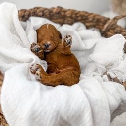 It's The Little Things- Clean Sheets - Red  male Goldendoodle puppy in Russell Springs, Kentucky from Milk & Honey Doodles