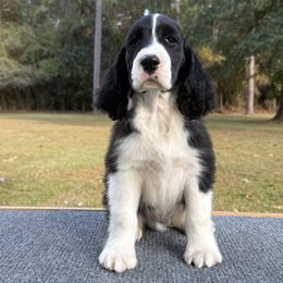 Sammy - Black and white male English Springer Spaniel puppy in Las Vegas, Nevada from Legacy