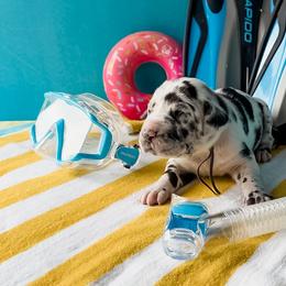 Liam - Harlequin male Great Dane puppy in Kalamazoo, Michigan from Beaver Creek Danes