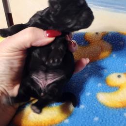 Speck - Black and white female Shichon puppy in Imperial, Missouri from Shichon Teddybear  puppies of Miss