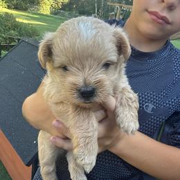 Yeti-Boy 2 - Cream male Assorted Doodle Crosses puppy in River Falls, Wisconsin from Dottie's Doodles