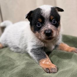 Blackout - Blue speckled male Australian Cattle Dog puppy in Rosharon, Texas from 4Surge Cattle Dogs