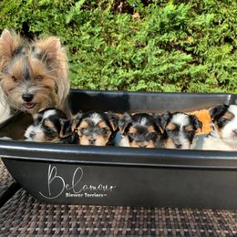 Biewer Terrier Puppies from Belamour Biewer Terriers