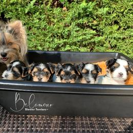 Biewer Terrier Puppies from Belamour Biewer Terriers