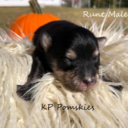 Pomsky Puppies from KP Pomskies LLC