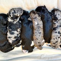 Newfypoo Puppies from Two Sisters Ranch, LLC