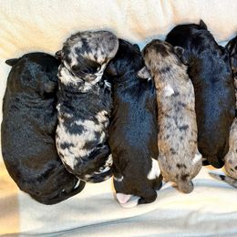 Newfypoo Puppies from Two Sisters Ranch, LLC