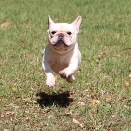 American Bulldog, French Bulldog, and Shorty Bull Puppies from Bingham's Bulldogs LLC