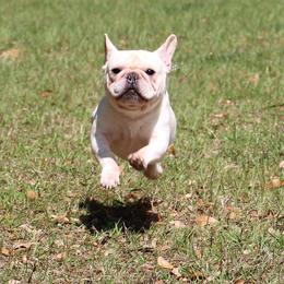 American Bulldog, French Bulldog, and Shorty Bull Puppies from Bingham's Bulldogs LLC