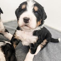 Yellow - Tri-color female Bernedoodle puppy in Marne, Michigan from MI Doodles