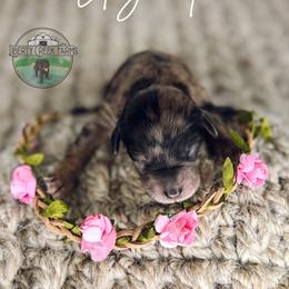 Elizabeth - Merle female Goldendoodle puppy in Ocoee, Tennessee from Liberty Creek Farms