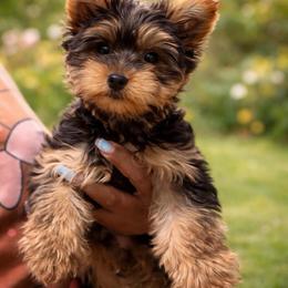 Leo red collar - Black and tan male Yorkshire Terrier puppy in Selden, New York from Alisha's Yorkshire Terriers