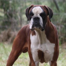 Boxers from Ascalon