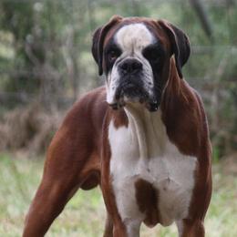 Boxers from Ascalon
