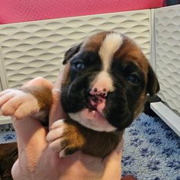 Scar (cleft lip) - Fawn male Boxer puppy in East Moline, Illinois from WildRiver Boxers