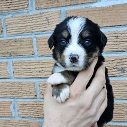 Polly - Tri-color female Bernese Mountain Dog puppy in Inman, South Carolina from Shadow Acres