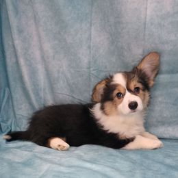 Nala - Black and tan female Pembroke Welsh Corgi puppy in Charleroi, Pennsylvania from Twilight Hollow Corgis