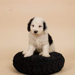 Maui - Black and white male Sheepadoodle puppy in Los Angeles, California from Exquisite Doodles