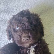 Mr. Light Blue - Brown Spanish Water Dog puppy in Staunton, Virginia from Spinaz de Can
