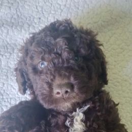 Mr. Light Blue - Brown Spanish Water Dog puppy in Staunton, Virginia from Spinaz de Can
