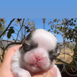 Cashew (CASH) - Liver and white male Shih Tzu puppy in Tehachapi, California from Shih Tzu Crue