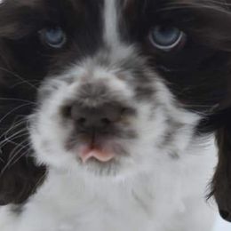 Cocker Spaniels and Shih Tzus from Little House Shih Tzus and Cocker Spaniels