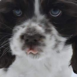 Cocker Spaniels and Shih Tzus from Little House Shih Tzus and Cocker Spaniels