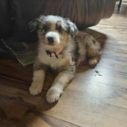 Juniper - Blue merle female Australian Shepherd puppy in Midvale, Idaho from Canyon River Aussies