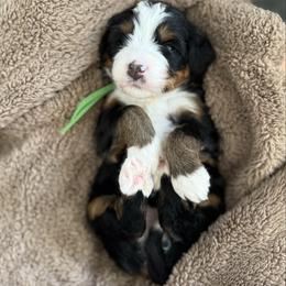 Maui - Tri-color female Bernedoodle puppy in Midland, Texas from Southern Oak Breeders LLC