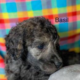 Basil - Silver male Poodle puppy in Greenville, North Carolina from Grace Poodles