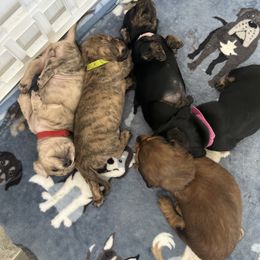 Dachshund Puppies from King Funny Farm