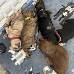 Dachshund Puppies from King Funny Farm