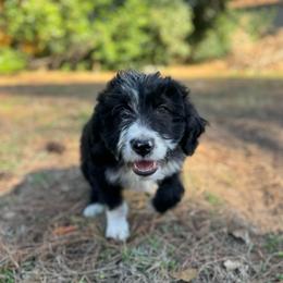 Falcon - White and black male Bordoodle puppy in Winnsboro, Texas from Pecan Grove Pups