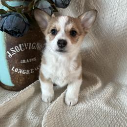 Pembroke Welsh Corgi Puppies from C & C Colorado Corgis