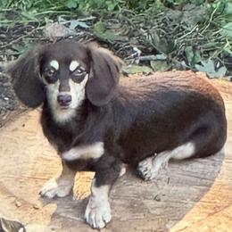 HAILEY - Dachshund