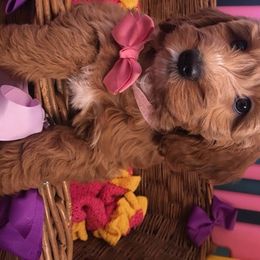 Australian Labradoodle Puppies from GorgeousDoodles