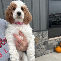 Pink - Parti female Poodle puppy in Tecumseh, Nebraska from Double Down Doodles & Poodles