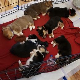 Pembroke Welsh Corgi Puppies from Blue Springs Corgis