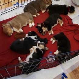 Pembroke Welsh Corgi Puppies from Blue Springs Corgis