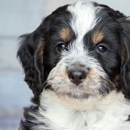 Australian Labradoodles and Bernedoodles from Serenity Springs Doodles