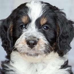 Australian Labradoodles and Bernedoodles from Serenity Springs Doodles