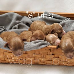 Bernedoodle and Cavapoo Puppies from Wag'in Tails