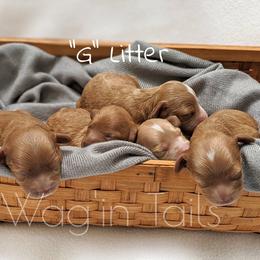 Bernedoodle and Cavapoo Puppies from Wag'in Tails