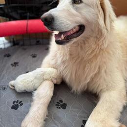 Chicharron - Maremma Sheepdog
