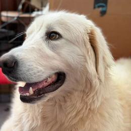 Chicharron - Maremma Sheepdog